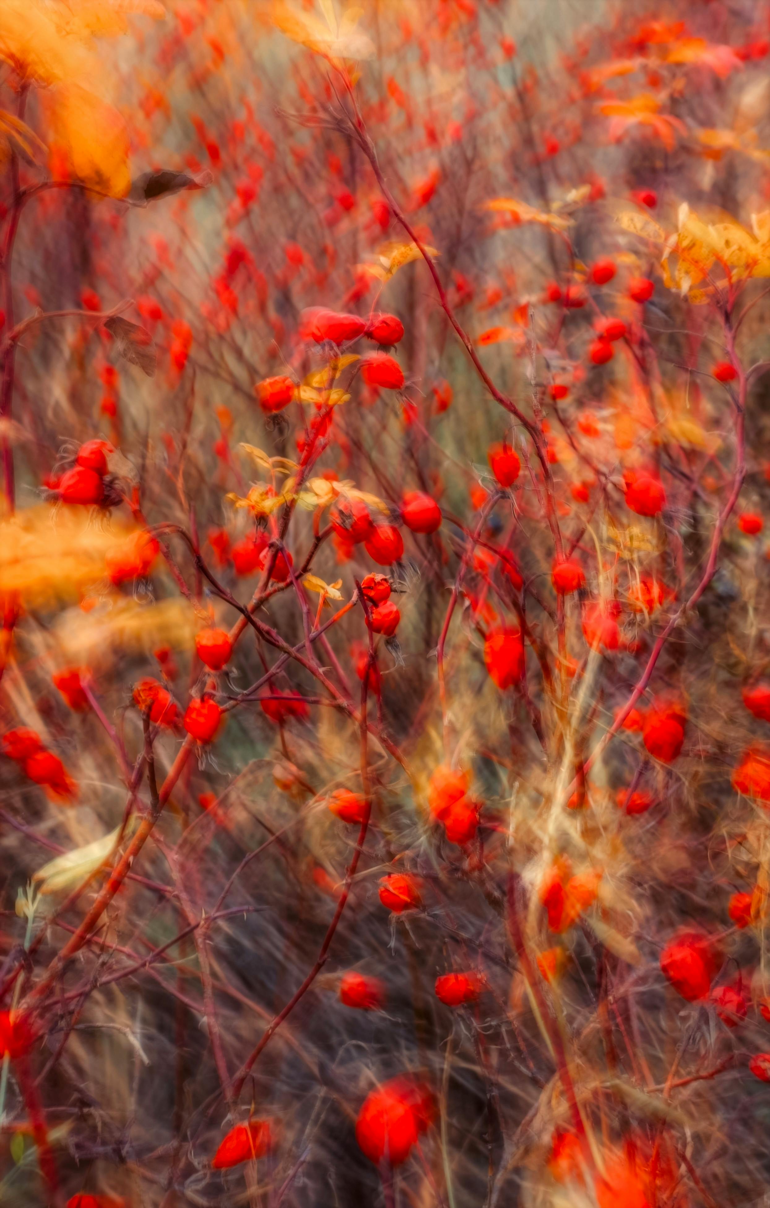 Rosehip Carrier Oil: Nature’s Elixir for Radiant, Youthful Skin